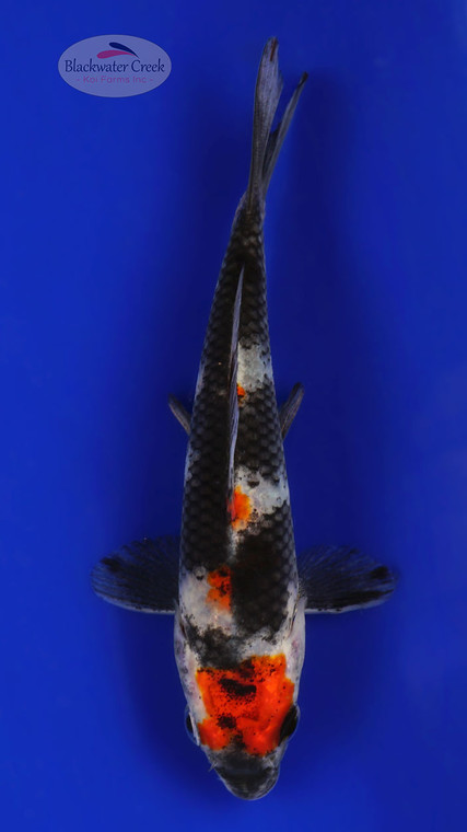 Showa 7-8 inches [D26-T100-7]