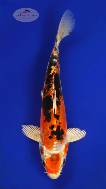 Heisei Nishiki 6-7 inches [D26-T109-1]