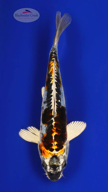 Beni Kikokuryu 6-7 inches [D26-T109-2]