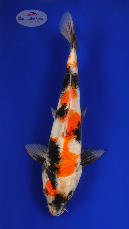 Showa 7-8 inches [D26-T109-5]