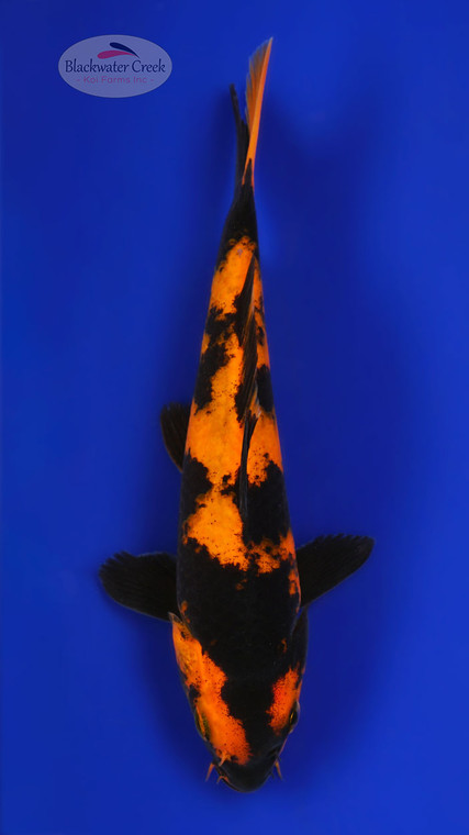 Hi Utsuri 8-9 inches [D26-T109-6]