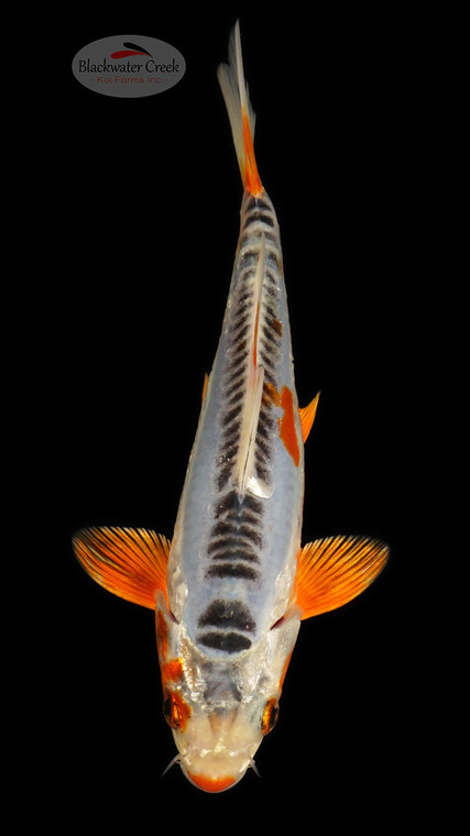 Shusui 5-6 inches [D26-T109-9]