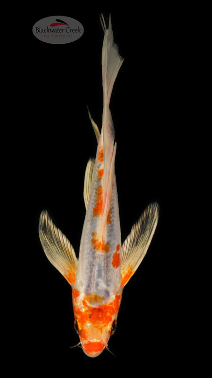 Shusui 6-7 inches [D26-T111-2]