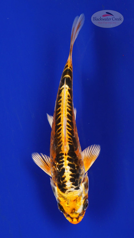 Fish 6, 3-4 inches [PW-T117-6]