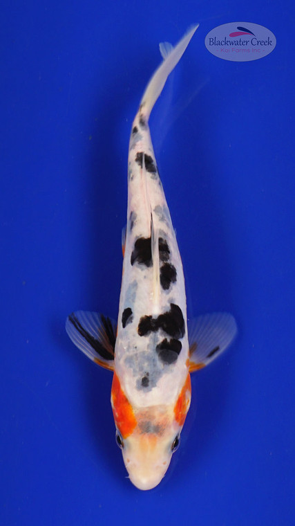 Fish 7, 3-4 inches [PW-T117-7]