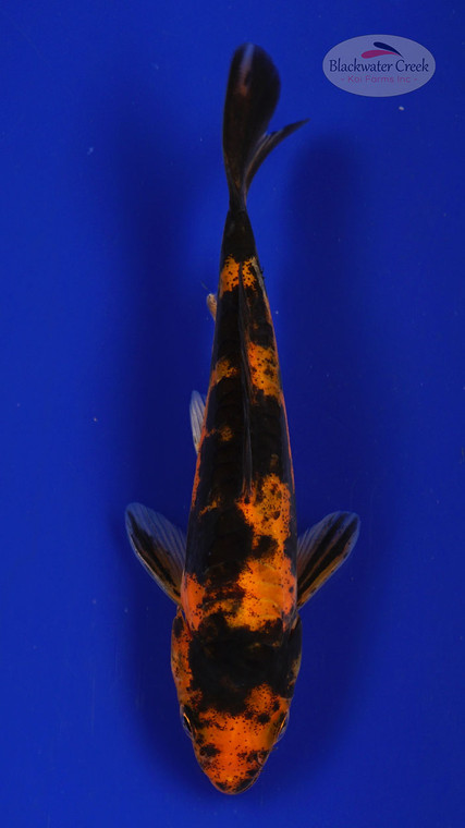 Fish 8, 3-4 inches [PW-T117-8]