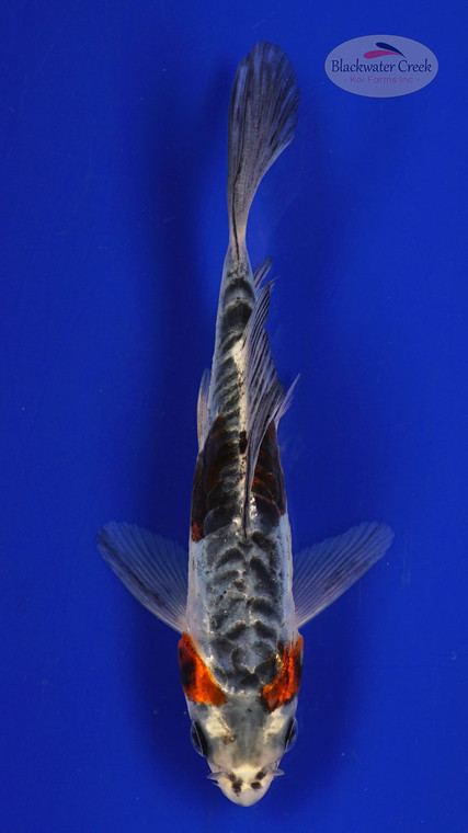 Fish 9, 3-4 inches [PW-T117-9]