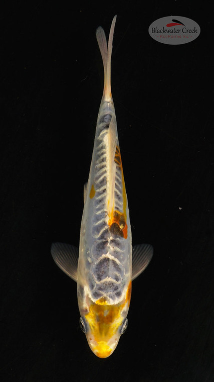 Fish 10, 3-4 inches [PW-T117-10]