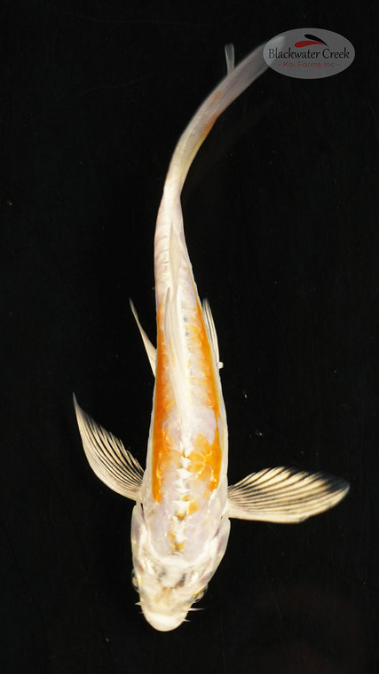 Fish 12, 3-4 inches [PW-T117-12]