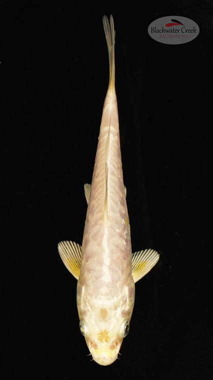 Fish 16, 3-4 inches [PW-T117-16]