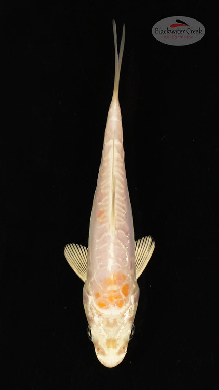 Fish 19, 3-4 inches [PW-T117-19]
