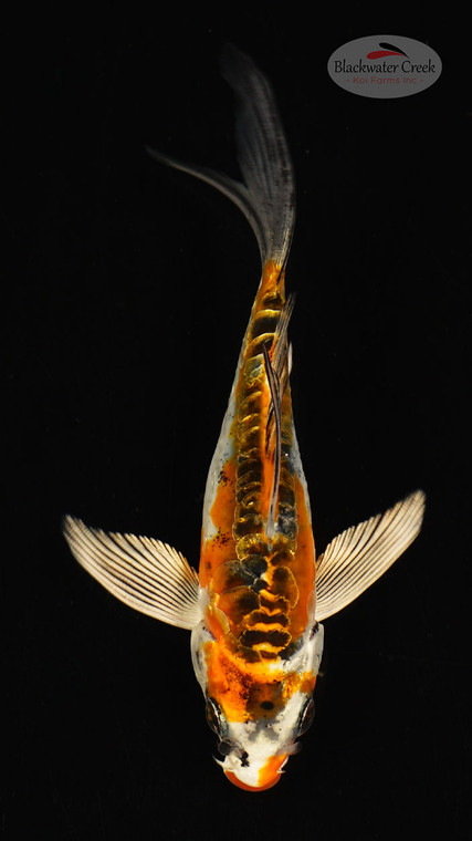 FIsh 20, 3-4 inches [PW-T117-20]