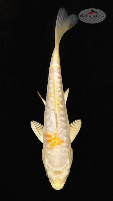 Fish 22, 3-4 inches [PW-T118-22]