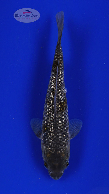 Fish 31, 3-4 inches [PW-T1-31]