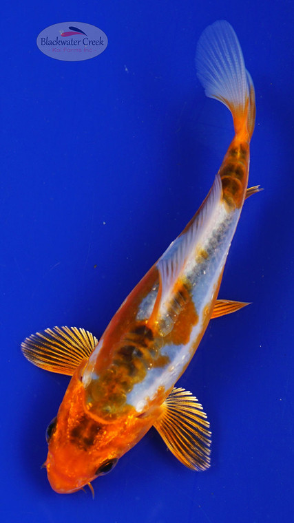 Fish 32, 3-4 inches [PW-T1-32]