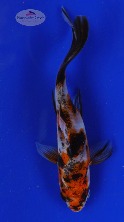 Fish 33, 3-4 inches [PW-T1-33]