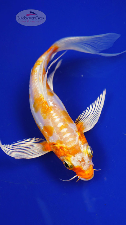 Fish 34, 3-4 inches [PW-T1-34]