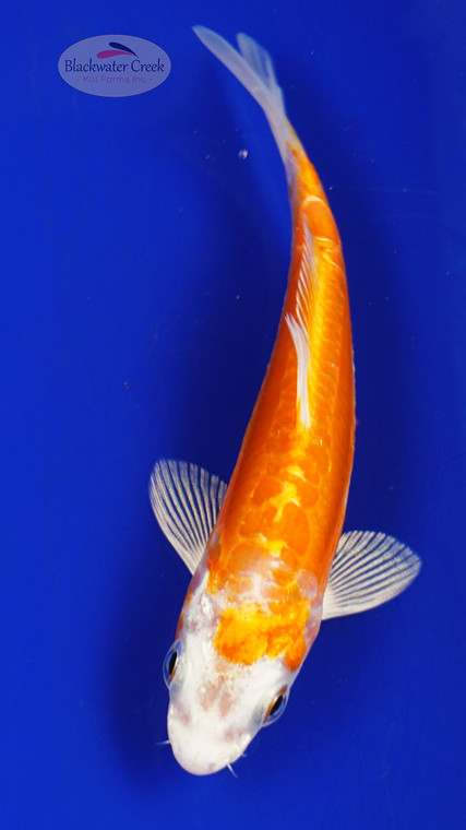 Fish 36, 3-4 inches [PW-T1-36]