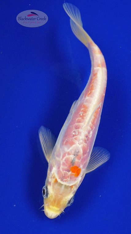 Fish 37, 3-4 inches [PW-T1-37]