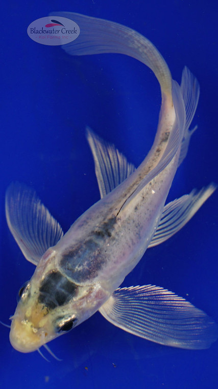 Fish 40, 3-4 inches [PW-T1-40]