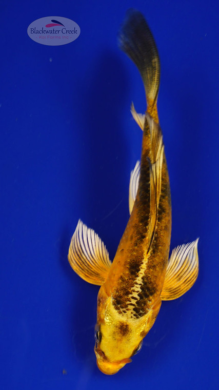 Fish 41, 3-4 inches [PW-T1-41]