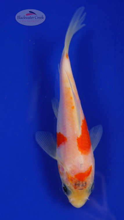 Fish 46, 3-4 inches [PW-T1-46]