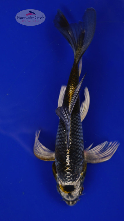 Fish 47, 3-4 inches [PW-T1-47]