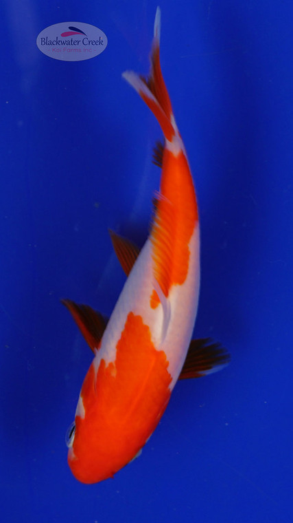 Fish 48, 3-4 inches [PW-T1-48]