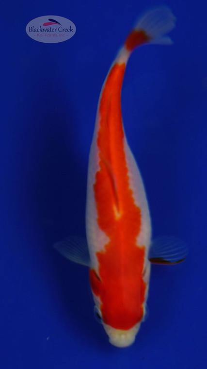 Goldfish 54, 3-4 inches [PW-T2-54]