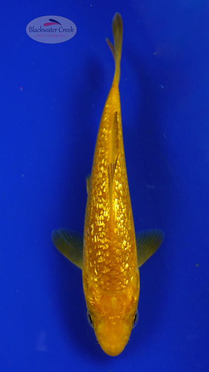 Fish 58, 3-4 inches [PW-T2-58]