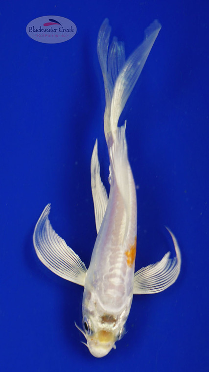 Fish 59, 3-4 inches [PW-T2-59]