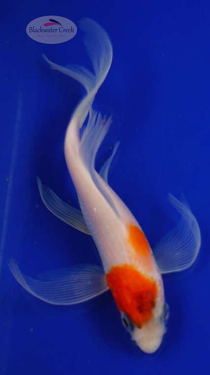Fish 64, 3-4 inches [PW-T2-64]