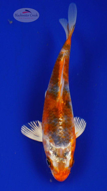 Fish 67, 3-4 inches [PW-T2-67]