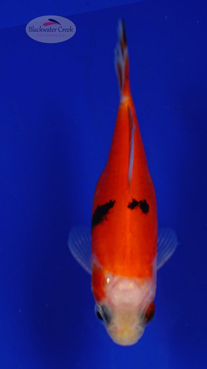 Fish 70, 3-4 inches [PW-T2-70]