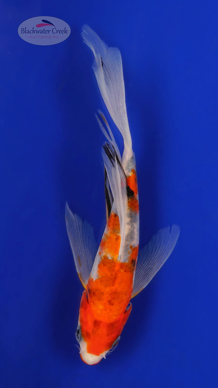 Sanke 5-6 inches [D26-T120-3]