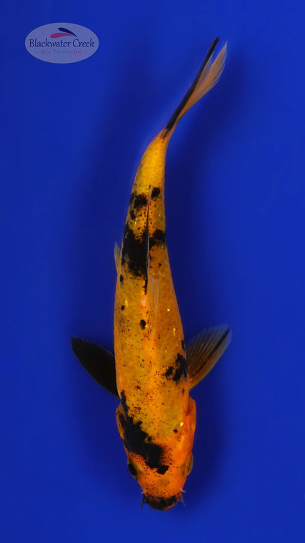 Hi Utsuri 4-5 inches [D26-T120-8]