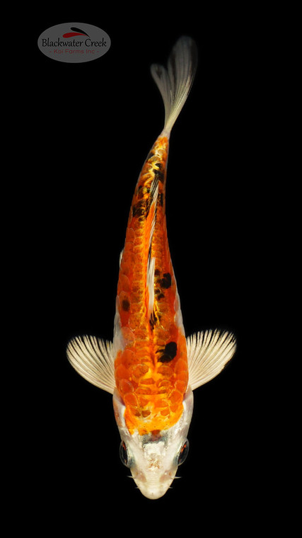 Heisei Nishiki 4-5 inches [D26-T120-10]