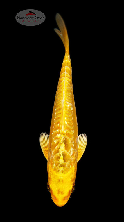 Doitsu Yamabuki 4-5 inches [D26-T120-11]