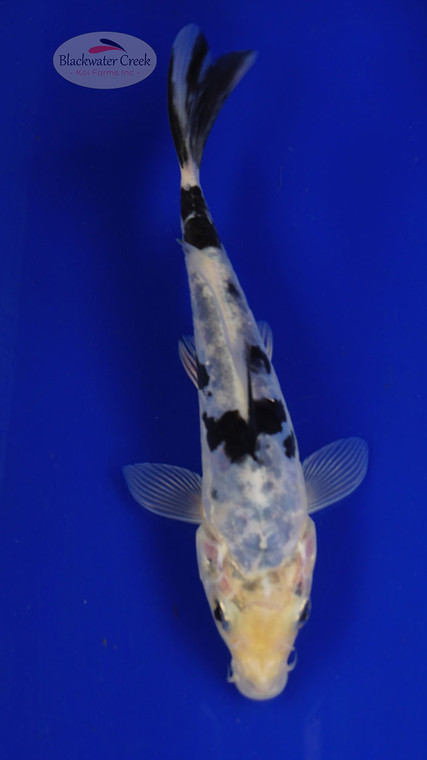 Fish 73, 3-4 inches [PW-T3-73]