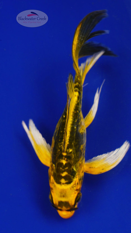 Fish 74, 3-4 inches [PW-T3-74]