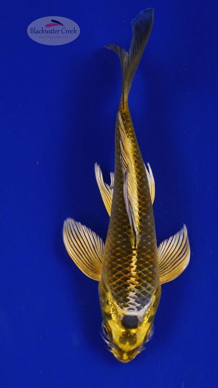 Fish 76, 3-4 inches [PW-T3-76]