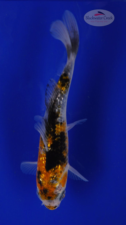 Fish 77, 3-4 inches [PW-T3-77]