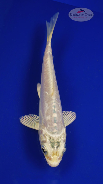 Fish 81, 3-4 inches [PW-T3-81]