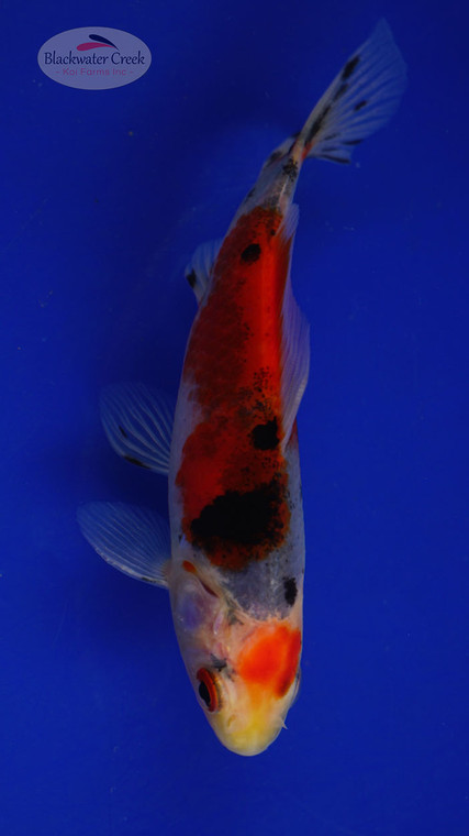 Goldfish 84, 3-4 inches [PW-T3-84]