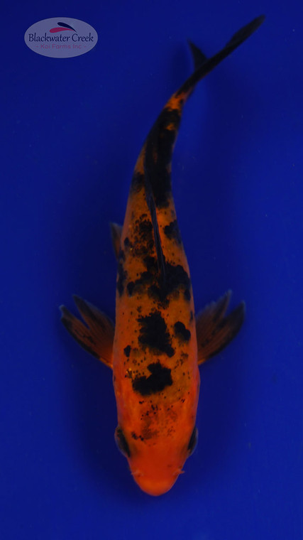 Fish 87, 3-4 inches [PW-T3-87]