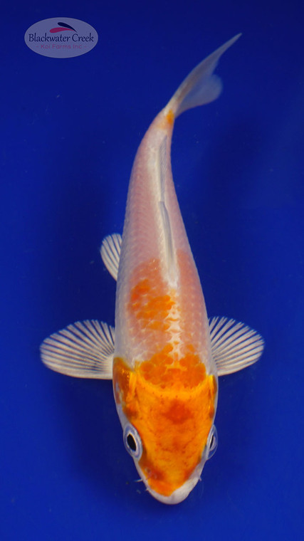 Fish 88, 3-4 inches [PW-T3-88]