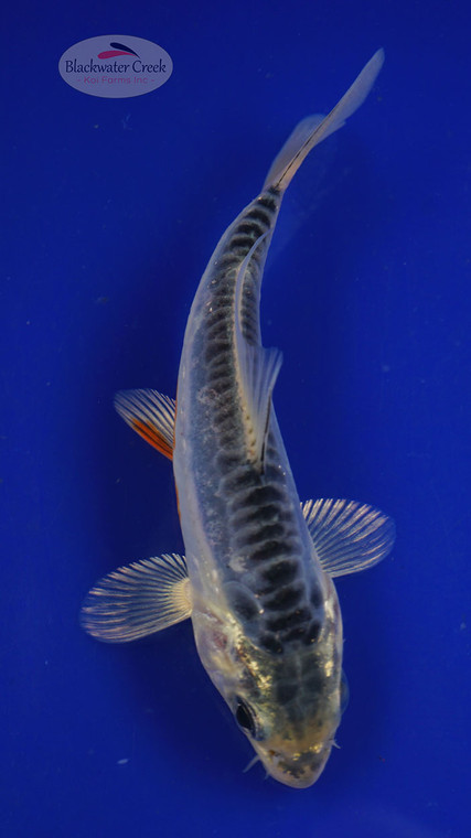 Fish 91, 3-4 inches [PW-T3-91]