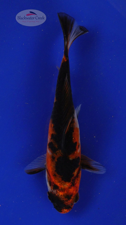 Goldfish 93, 3-4 inches [PW-T4-93]