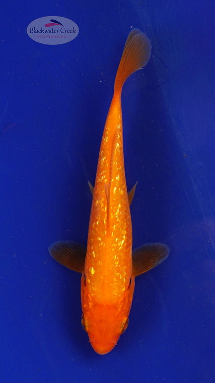 Fish 96, 3-4 inches [PW-T4-96]