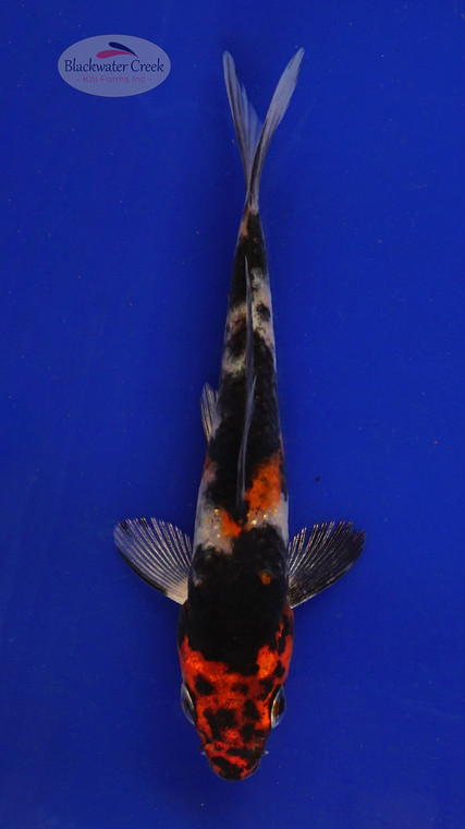 Fish 97, 3-4 inches [PW-T4-97]